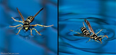 wasp walking on water