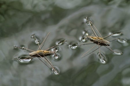 bugs walking on water